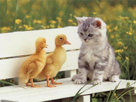 chat