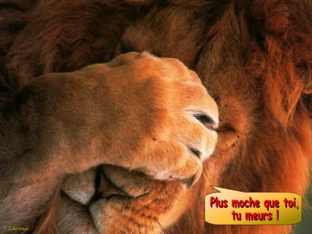 lion
